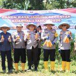 Kapolres Bekasi Kota Pimpin Panen Raya Jagung di Jatiasih