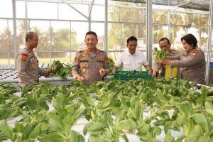Kapolres Metro Jakarta Barat Tinjau SPPG dan Panen Sayuran Pokcoy Di Greenhouse SPPG Polri Palmerah